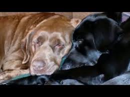 Learn more about this seal. Labrador Retriever Puppies Erie Pa Foster Families Needed For Brookline Lab Rescue Labrador Retriever Puppies Retriever Puppy Labrador Retriever