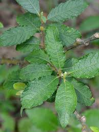 Image result for Salicaceae