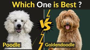 More images for poodle doodle recipe » what kind of candy is in poodle doodles? Poodle Vs Goldendoodle Extensive Dog Breed Comparison Dogarea
