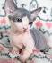 6 Strange Breeds of Hairless Cats | Featured Creature