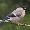 Ma'am, you got a zebra finch over there with a discolored beak. Https Encrypted Tbn0 Gstatic Com Images Q Tbn And9gcqdfe15bkswvgoqhech03um8rupot3v 739dfnbtc4 Usqp Cau