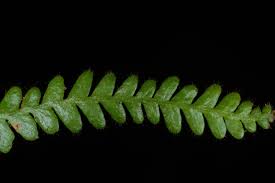 Image result for Grammitis