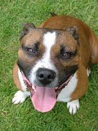 Taurin Fur Den Hund Zufuttern Richtige Dosierung Oder Ist Es Schadlich