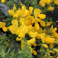 In the summer, water if rainfall is less than 1 inch per week. Cytisus Sister Golden Hair Buy Scotch Broom Shrubs Online