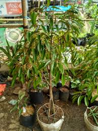 Kami jual bibit tanaman buah mangga jenis ini via online dan offline, siap kirim ke seluruh wilayah indonesia baik untuk pembelian partai kecil ataupun partai besar. Dimana Beli Bibit Buah Unggul Online Terbaik Di Jakarta Barat Hubungi 0857 1778 0701 Rajanya Tanaman Buah Bibit Unggulan
