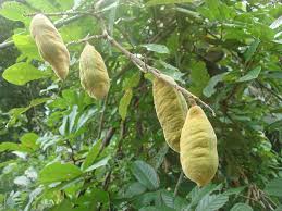 Image result for Millettia drastica