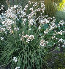 Image result for Hyparrhenia formosa