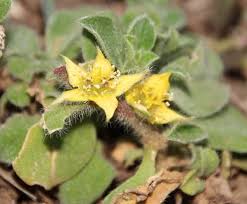 Image result for Aizoon schellenbergii