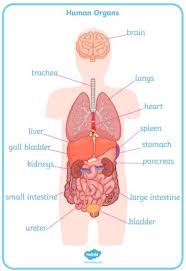 Chakras and organs in the human body. What Are Organs Human Body Organs For Kids
