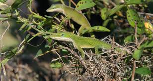 Like 6 collect 2 views 470. Green Anoles Anolis Carolinensis Learn About The Care And Feeding Of This Popular Lizard Petcoach