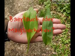 „bärlauch steht oft am gleichen wuchsort wie die herbstzeitlose, daher ist eine verwechslung der blätter leicht möglich, sagte der leiter der klinischen toxikologie, florian eyer. Barlauch Mit Maiglocken Verwechseln Unterscheiden Youtube
