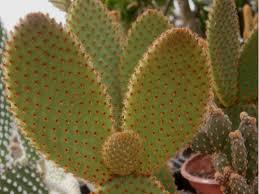 Choose your favorite prickly pear cactus designs and purchase them as wall art, home decor, phone cases, tote bags, and more! Opuntia Microdasys Opuntia Microdasys Cactus Bunny Ear Cactus