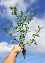 Image result for Chenopodiastrum