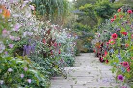 Cosmos-Perfect for Country Gardens