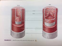 Veins and arteries diagram 205 circulatory pathways anatomy and physiology. Figure 37 1 Artery And Vein Diagram Quizlet