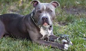 Pitbulls en Georgia | Foto: CNN   