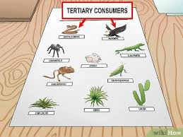 Tuliskanlah jenis makanan tersebut, apakah termasuk tumbuhan atau hewan lain. Cara Menggambar Jaring Jaring Makanan 11 Langkah Dengan Gambar