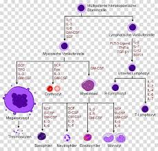 Haematopoiesis Hemopoietic Growth Factor Hematopoietic Stem