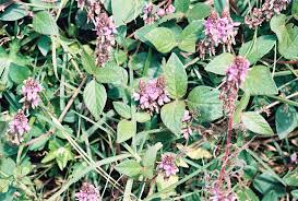 Image result for Desmodium intortum