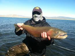 Rob Brushia From Sacremento California Sent In A Pilot Peak Strain Cutthroat That He Had Caught Last Year At Pyramid Lake Nevada It Wa Fish Fly Fishing Lake