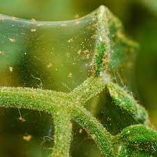 It's important to identify all infested plants, especially if they sit closely to one another the good news is, once you get rid of them, your plants should return to their former glory. How To Get Rid Of Spider Mites Planet Natural