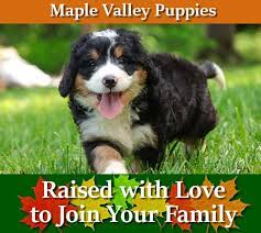 Hello, and welcome to our website! Maple Valley Puppies Bernedoodle Goldendoodle Puppies For Sale In Flat Rock Illinois
