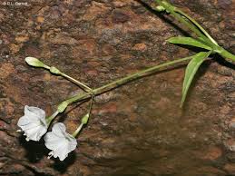 Image result for Commicarpus chinensis