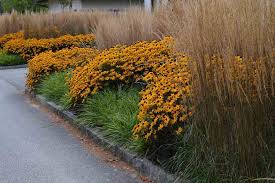 Kombination Mit Calamagrostis Karl Foerster Rudbeckia Goldsturm Und Carex Mor Drought Tolerant Landscape Design Grasses Landscaping Drought Tolerant Landscape