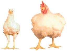 Breeding For Efficiency In The Broiler Chicken A Review