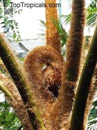 Image result for Cyphia erecta