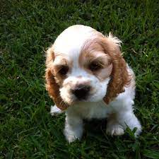 Check spelling or type a new query. Cocker Spaniel Puppies Of San Antonio Home Facebook