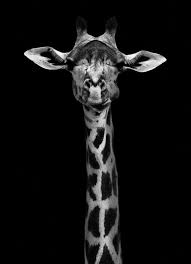 Giraffe Pt Wildphotoart By 1x Animals Black White Wildanimals Grey Black Juniqe See More Designs Animals Black And White Giraffe Animal Wallpaper
