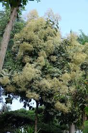 Image result for Tectona