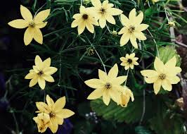 Image result for Centemopsis