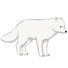 Start out by drawing your arctic fox's head. How To Draw An Arctic Fox Easy Drawing Art
