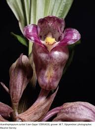 Image result for Habenaria goetzeana