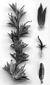 Image result for Mildbraedia carpinifolia