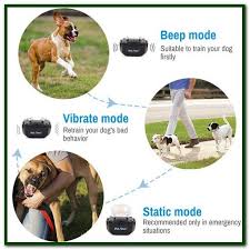 Best Shock Collar For Small Dogs Our Picks Of The Best Dog Shock Collars Our Picks Of The Best Dog Shoc Dog Training Collar Electric Dog Collar Dog Training
