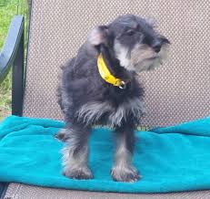 Find the perfect miniature schnauzer puppy for sale in ohio, oh at puppyfind.com. Mini Schnauzer Puppies In Cincinnati Ohio Hoobly Classifieds
