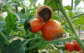 Dark red to blackish colored tomato. How To Grow The Flavorful Black Cherry Tomato