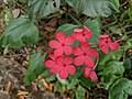 Image result for Plumbago ituriensis
