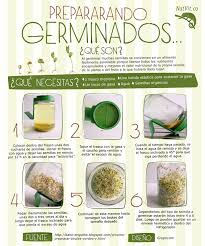 Germinados Jardin De Productos Comestibles Como Hacer Germinados Germinados