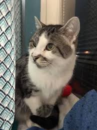 When seniors are adopted, they seem to understand that they've been rescued, and are all the more thankful for it. Adoption Kitty Queen Cat Rescue