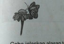 Sketsa gambar kupu kupu hinggap di bunga info contoh gambar bunga dan kupu kupu bisa anda dapatkan disini. Unduh 95 Gambar Kupu Kupu Hinggap Di Bunga Mawar Paling Baru Gratis