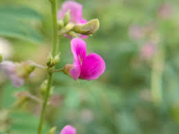 Image result for Tephrosia purpurea