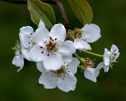 Image result for Pyrus pyrifolia