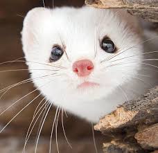 Ferret Weasel Minkferret Weasel Mink Albino Animals Cute Ferrets Cute Little Animals