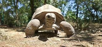 Maybe you would like to learn more about one of these? Village Des Tortues A Gonfaron