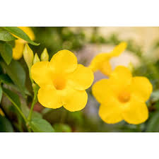 Image result for dipladenie žlutá obrázek