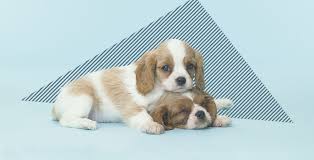 This entity was previously known as petfirst healthcare, llc and in some states continues to operate under that name pending approval of its application for a name change. Pet Insurance Guide Worth The Cost What Does It Cover Nextadvisor With Time